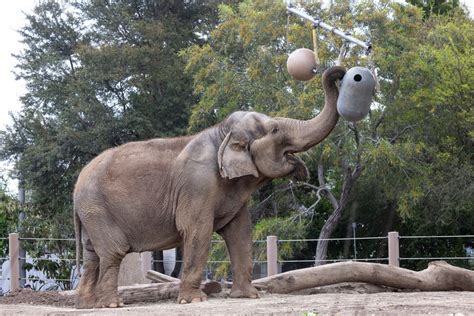 San Diego Zoo elephant Mary dies at 59